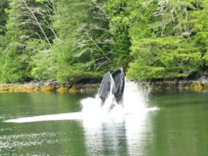 feeding whale